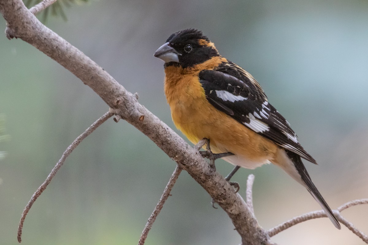 Black-headed Grosbeak - ML170881911