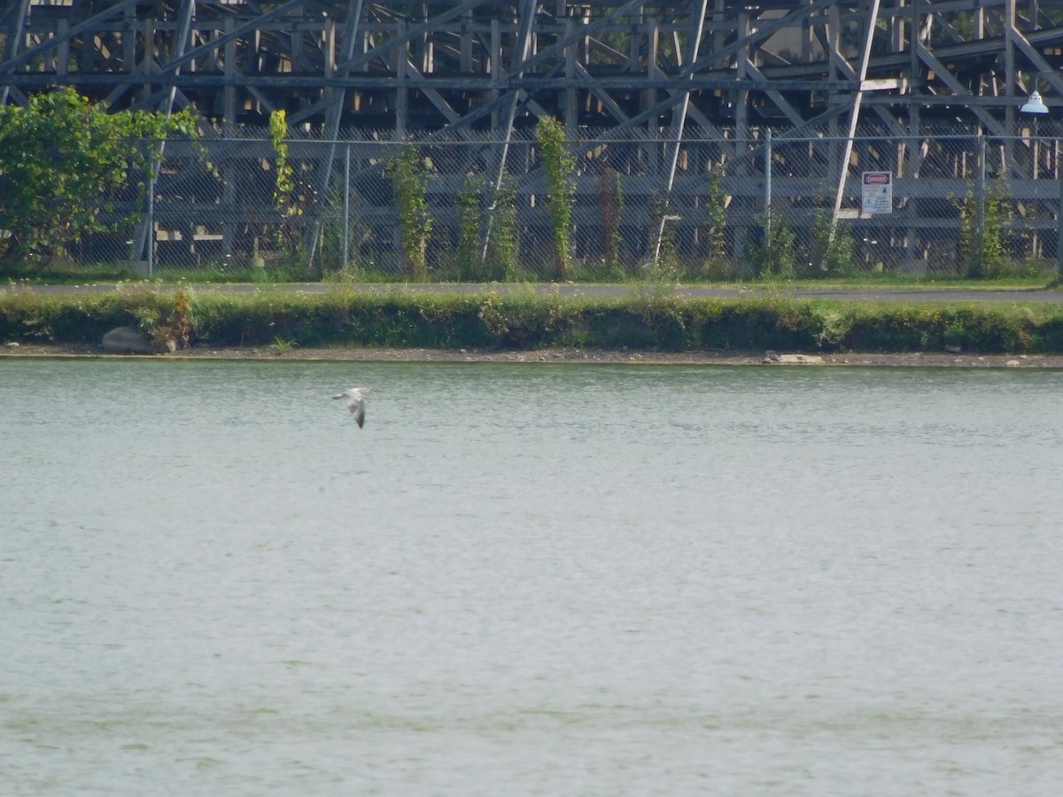 クロワカモメ - ML170881951