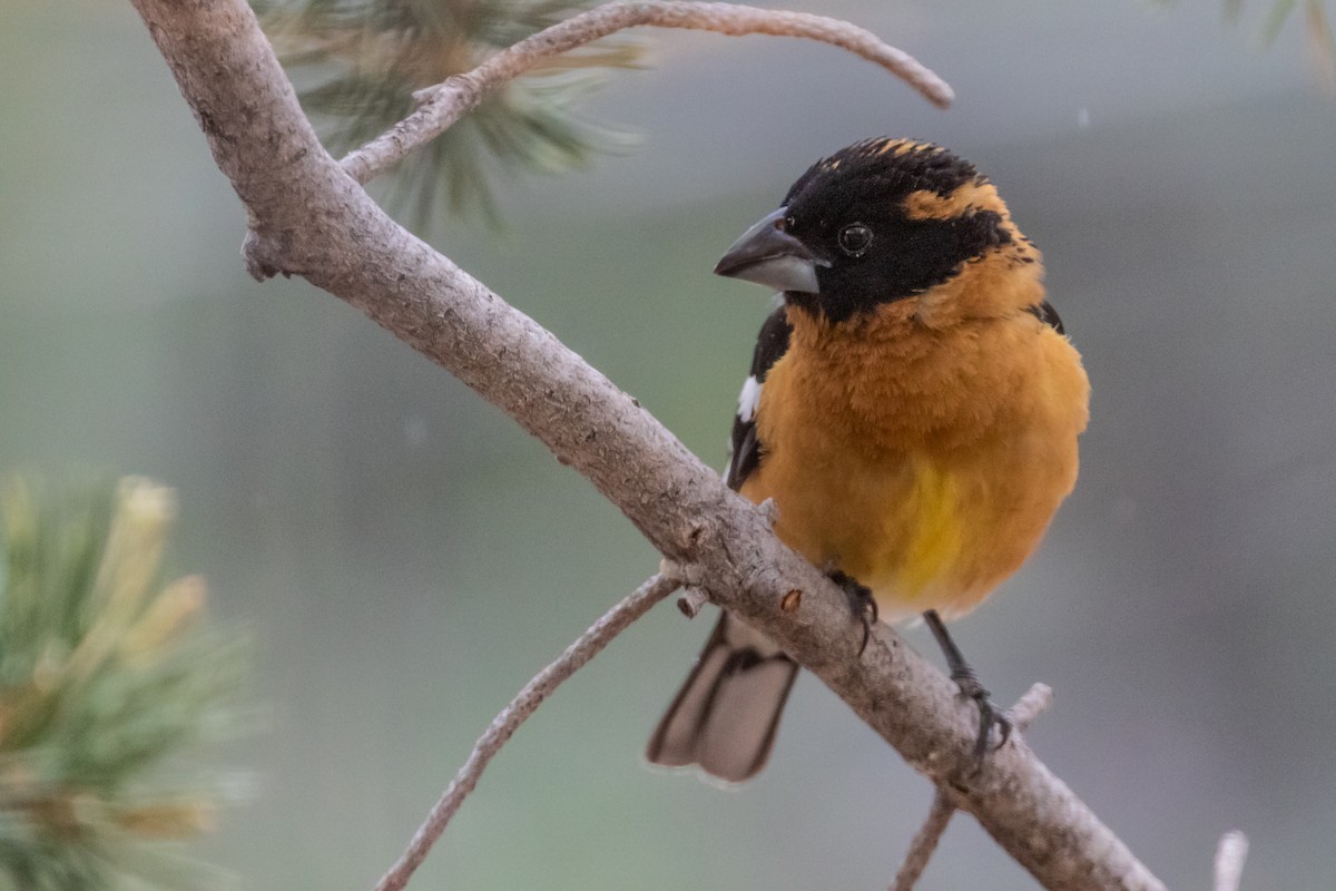 Black-headed Grosbeak - ML170881981