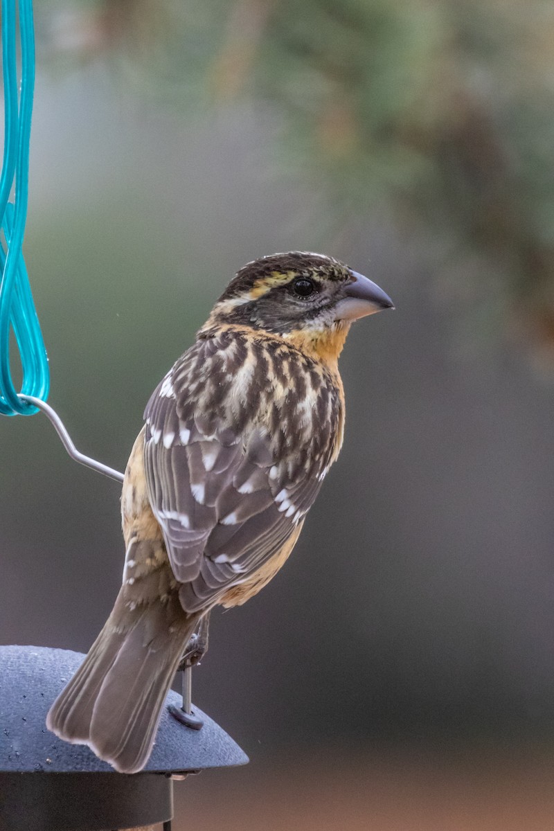 Black-headed Grosbeak - ML170881991