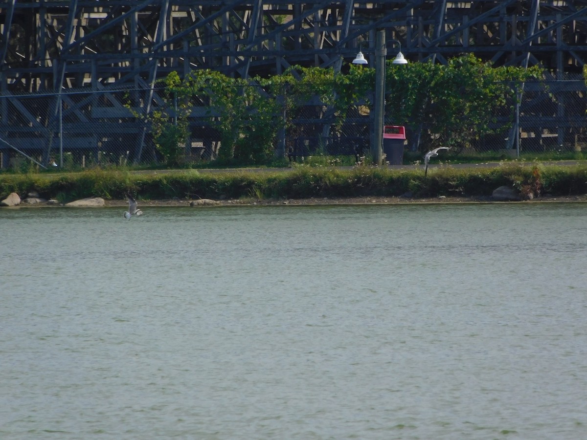 アメリカセグロカモメ - ML170882061