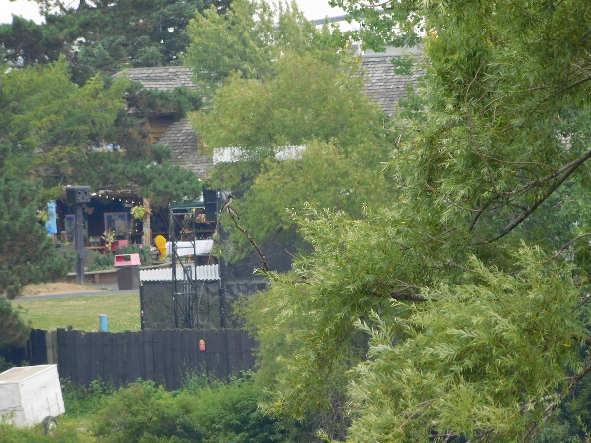 オウサマタイランチョウ - ML170882281