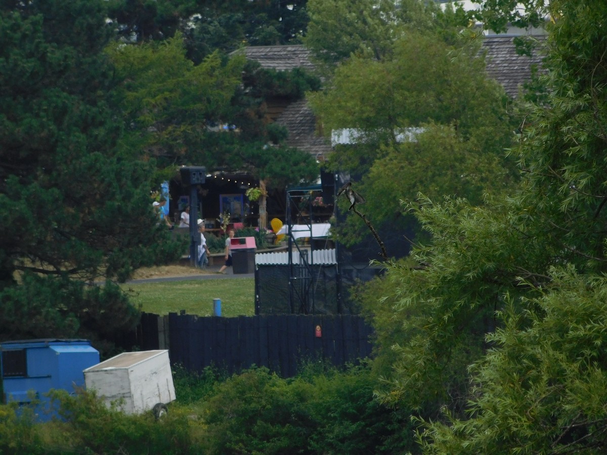 オウサマタイランチョウ - ML170882291