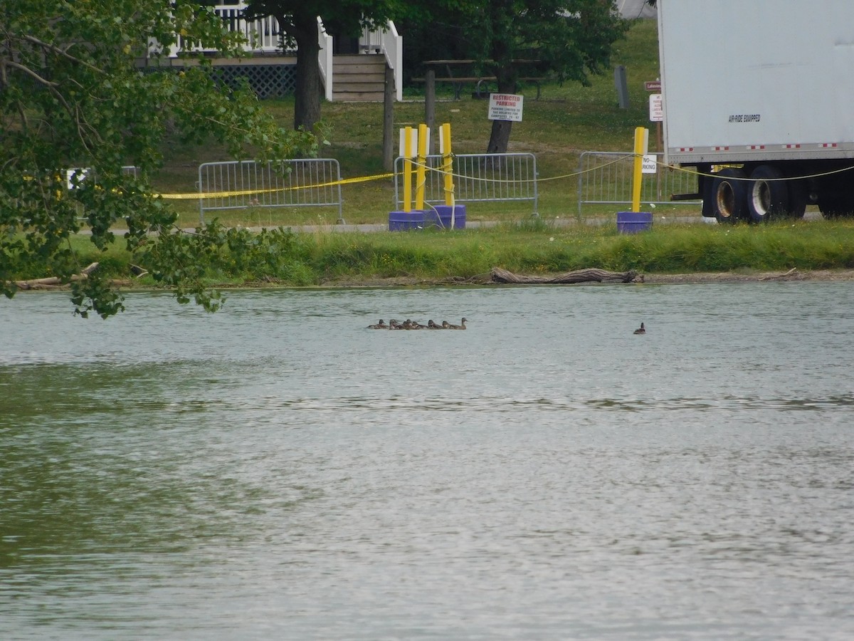 マガモ - ML170882331