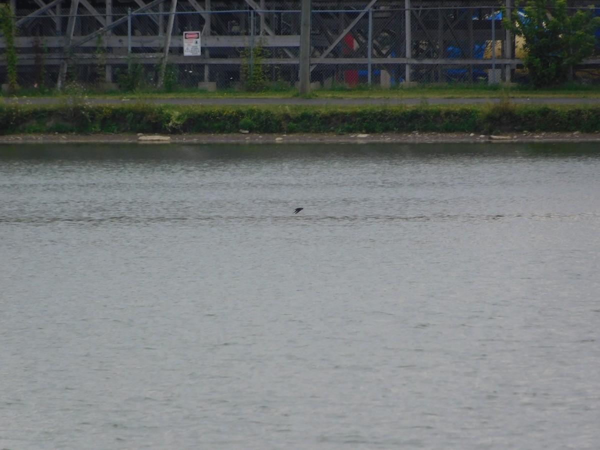 ツバメ - ML170882451