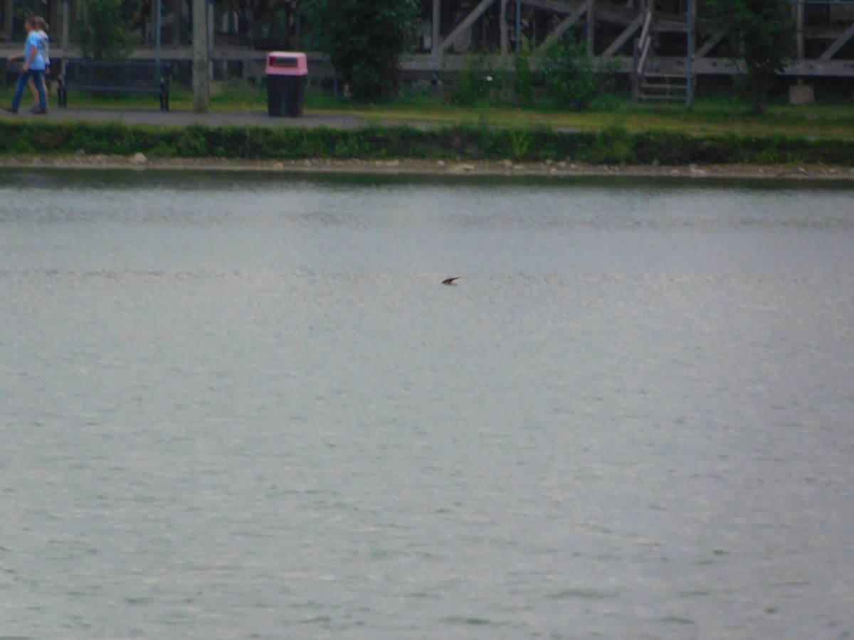 ツバメ - ML170882461