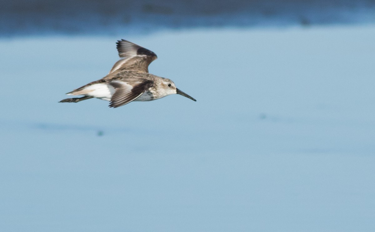 Bergstrandläufer - ML170882541