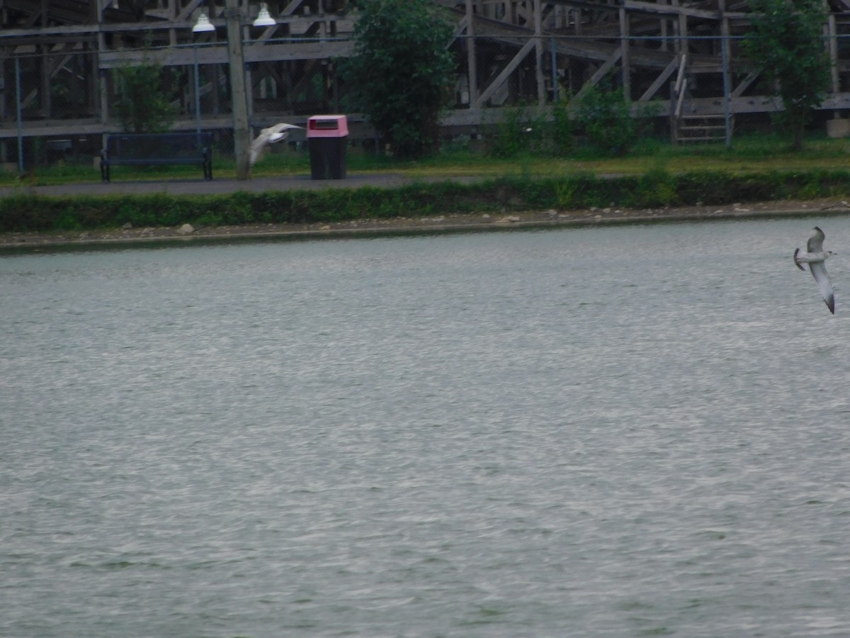 アメリカセグロカモメ - ML170882591