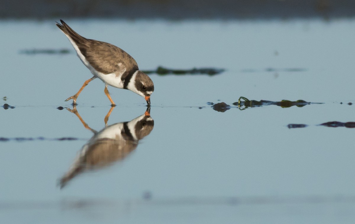 Semipalmated Plover - Joachim Bertrands