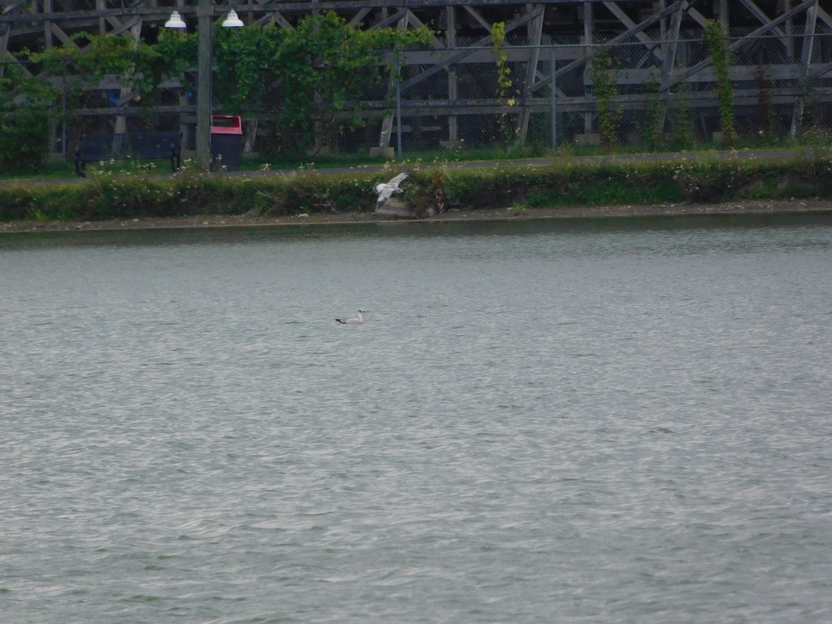 クロワカモメ - ML170882731