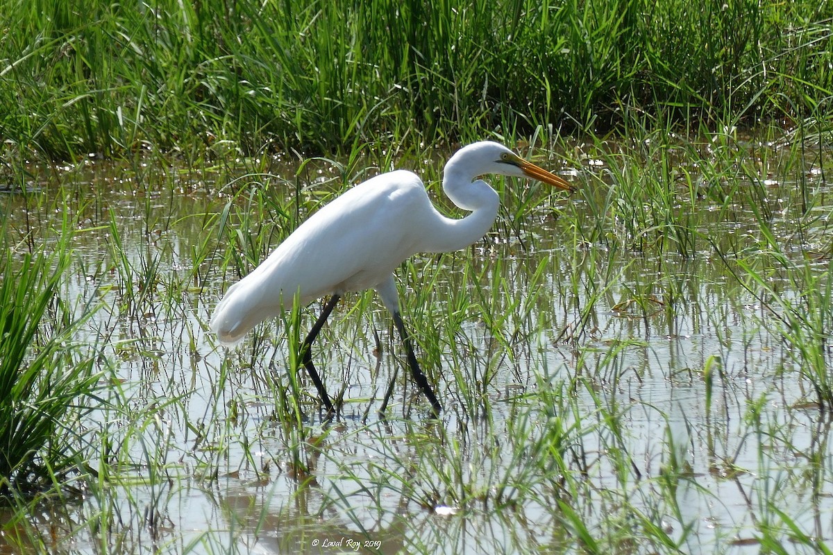 Great Egret (African) - ML170882791