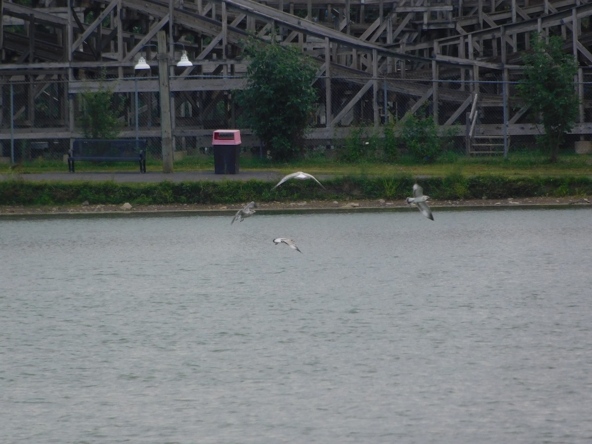 クロワカモメ - ML170882841