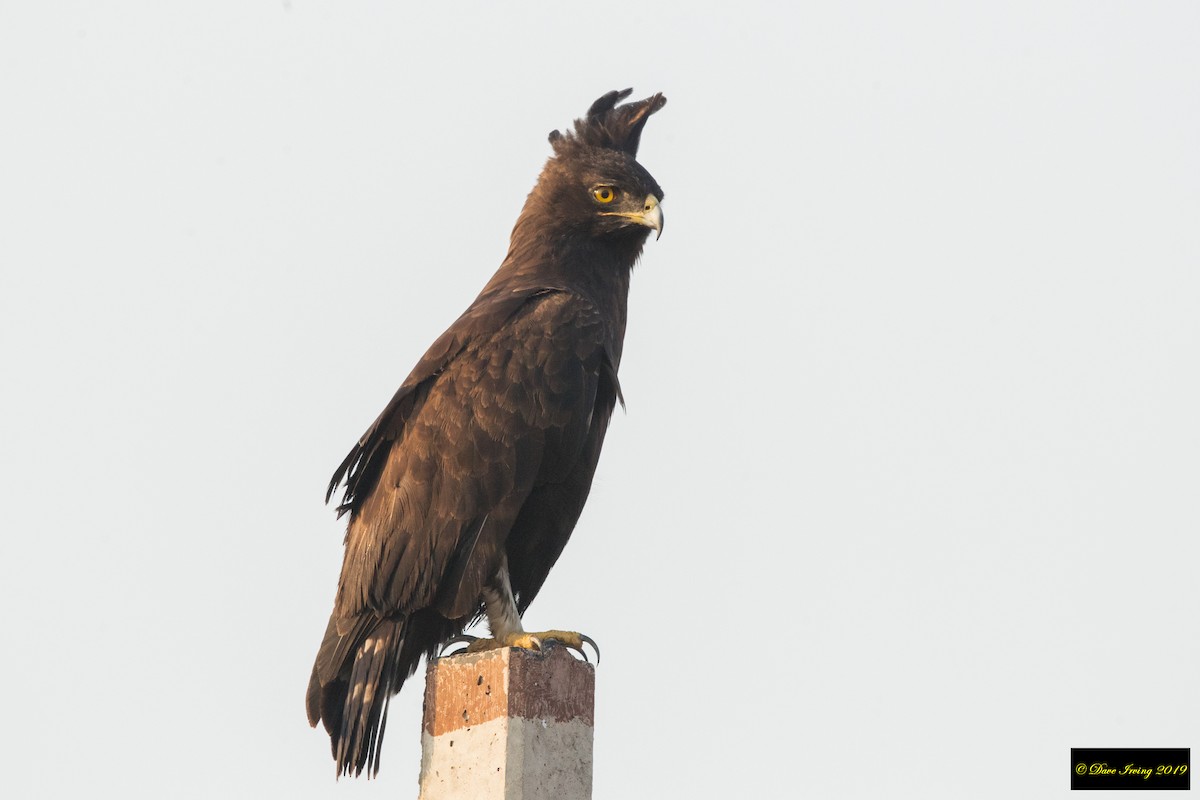 Long-crested Eagle - ML170883221