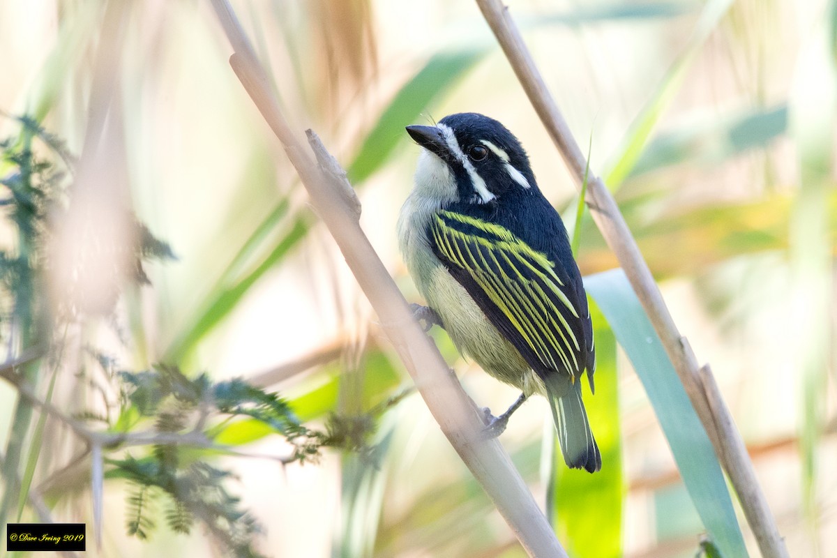 Küçük Maskeli Cüce Barbet - ML170883581