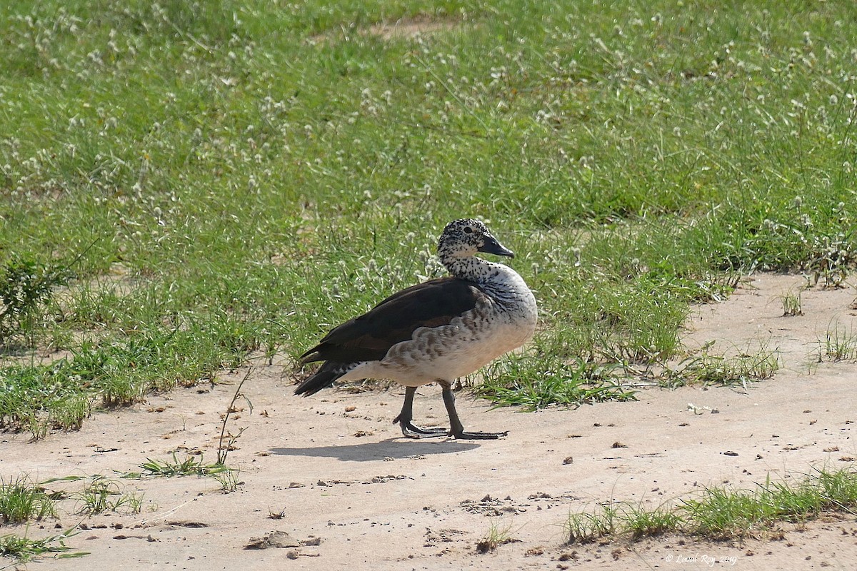 Knob-billed Duck - ML170883611