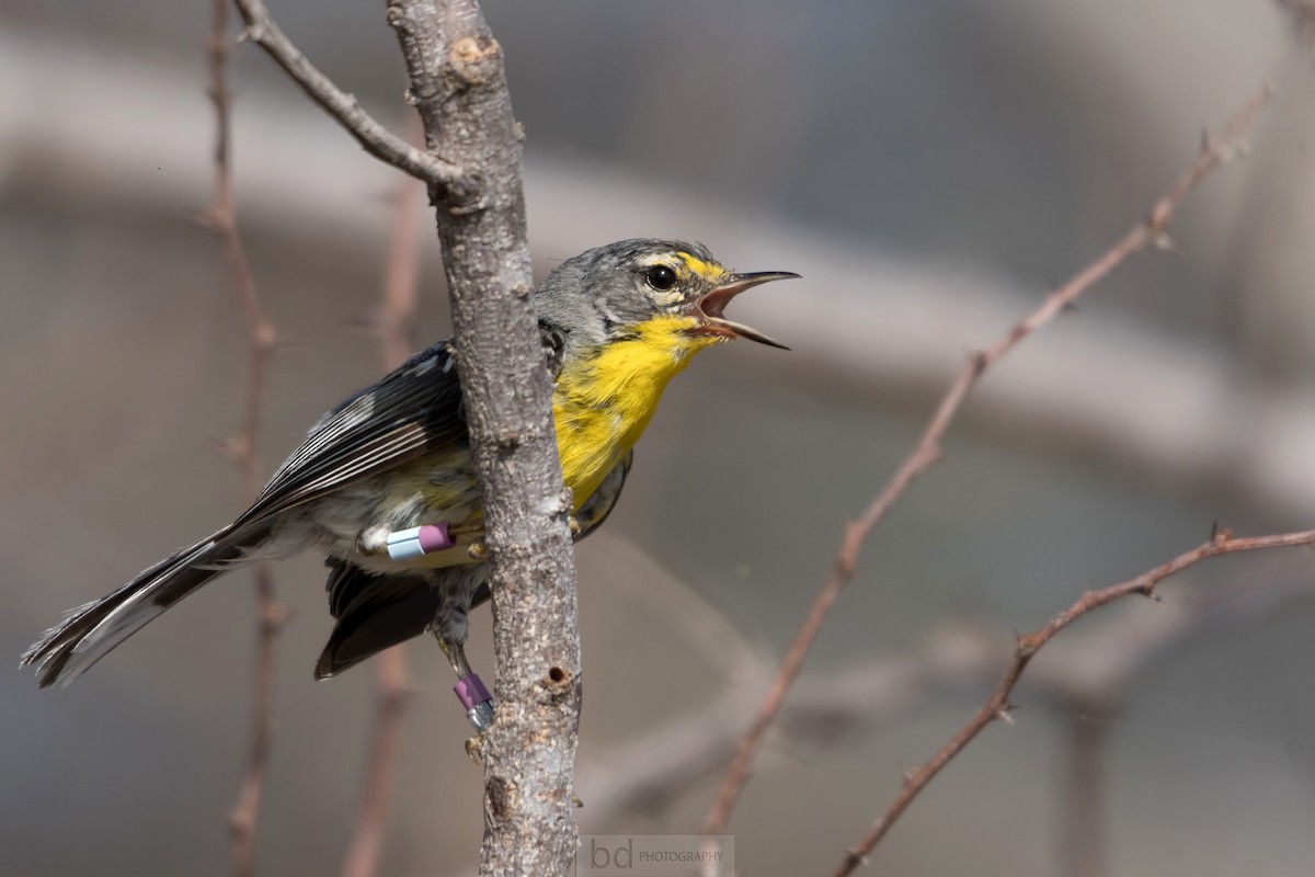 Adelaide's Warbler - ML170883641