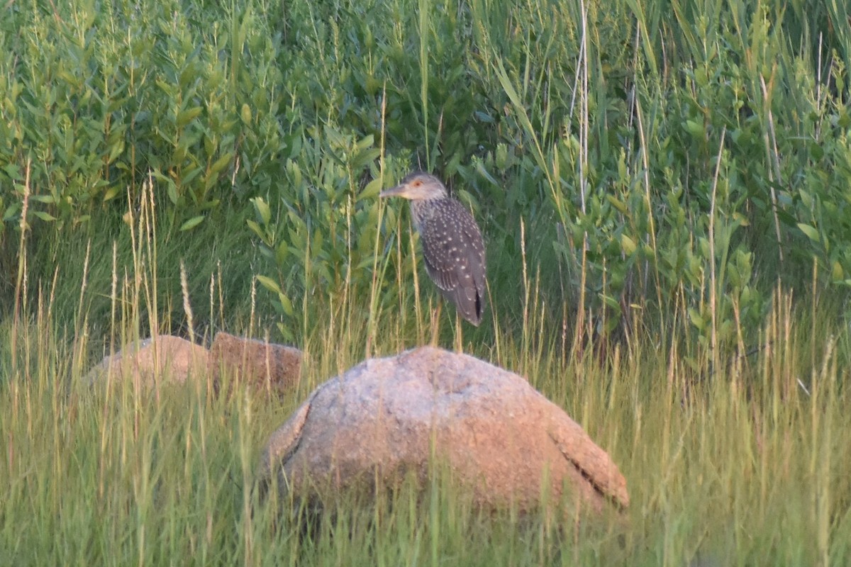 Yellow-crowned Night Heron - ML170884041