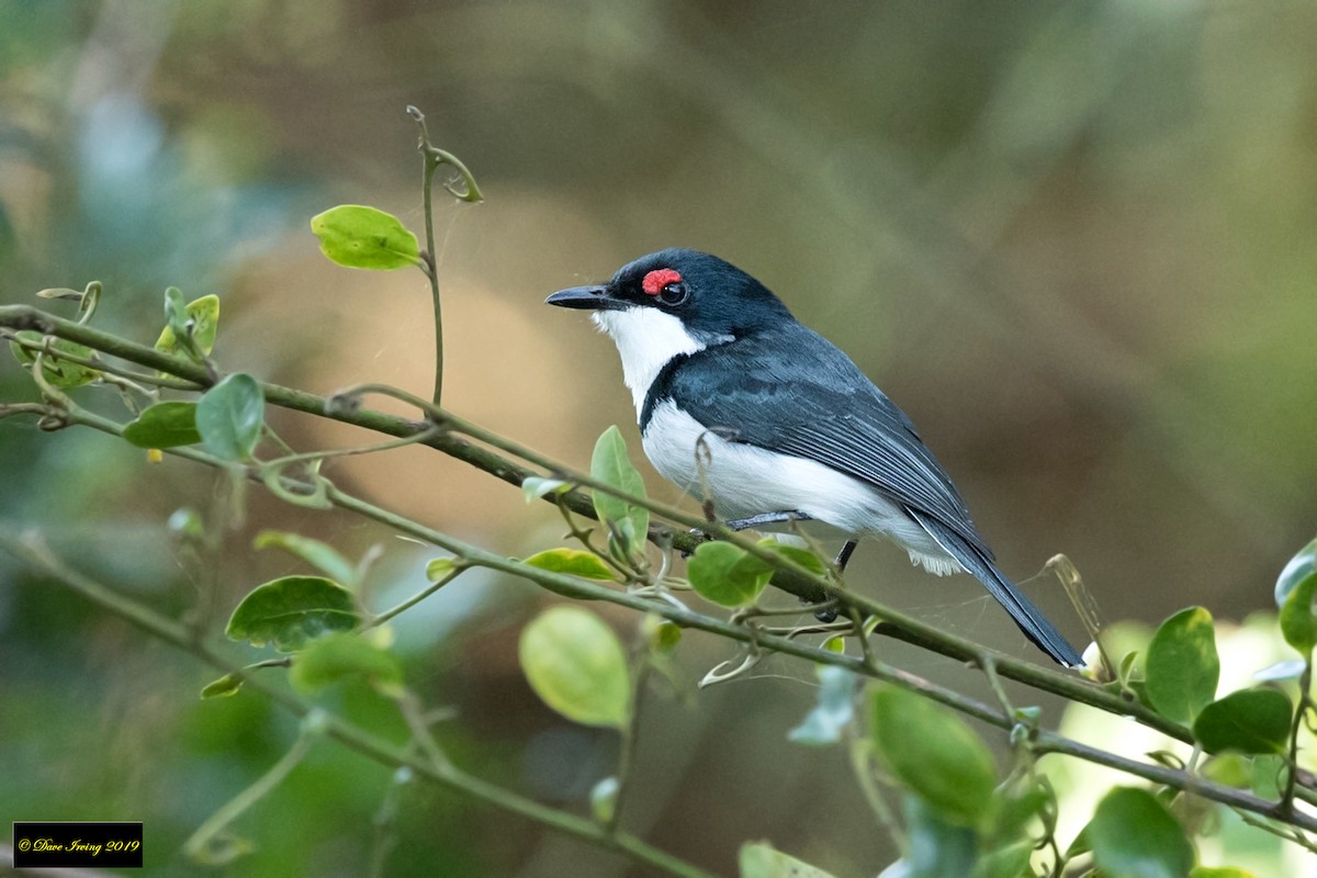 Black-throated Wattle-eye - David Irving