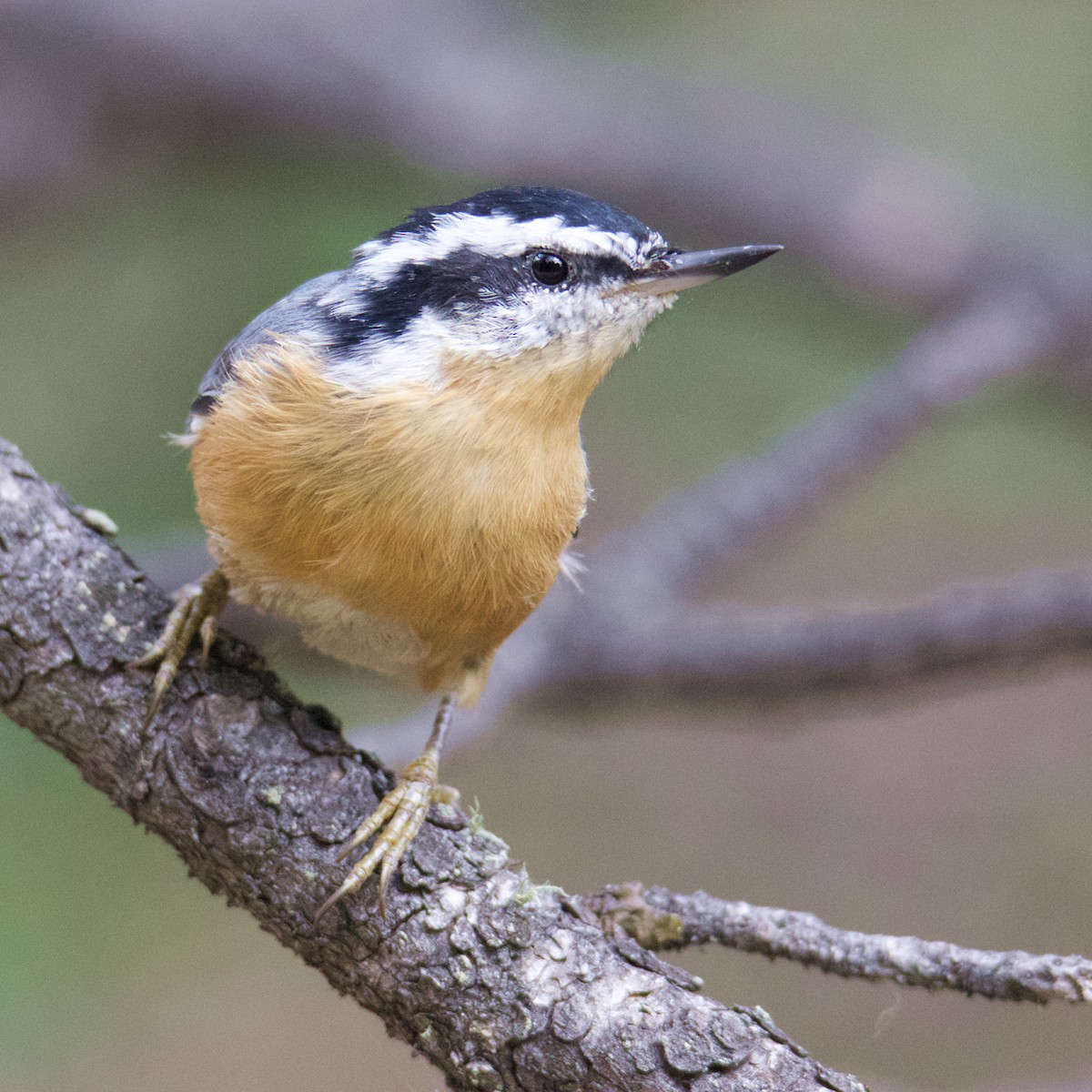 Red-breasted Nuthatch - ML170884451