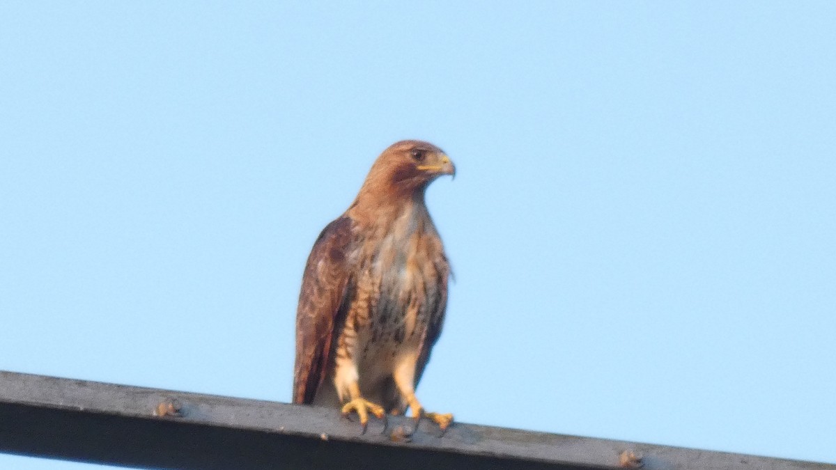 Red-tailed Hawk - ML170886881