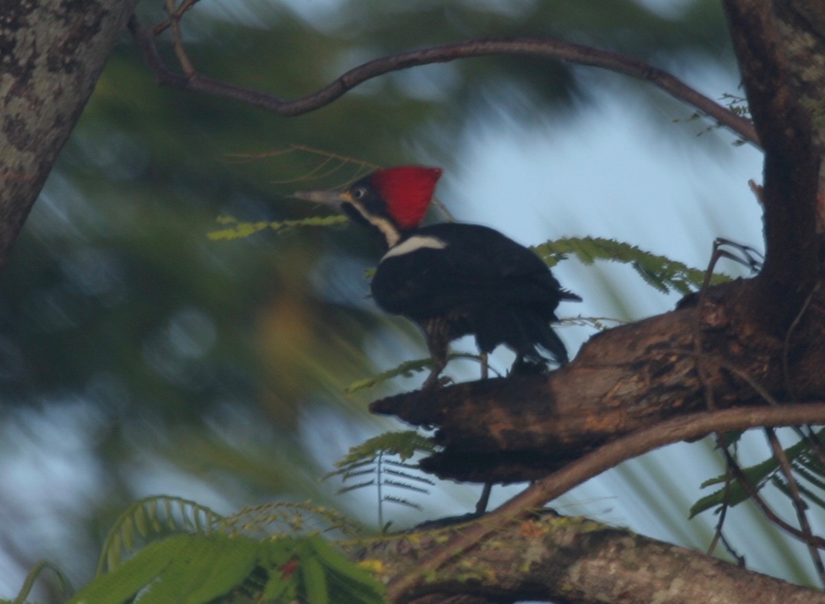 Lineated Woodpecker - Gary Brunvoll