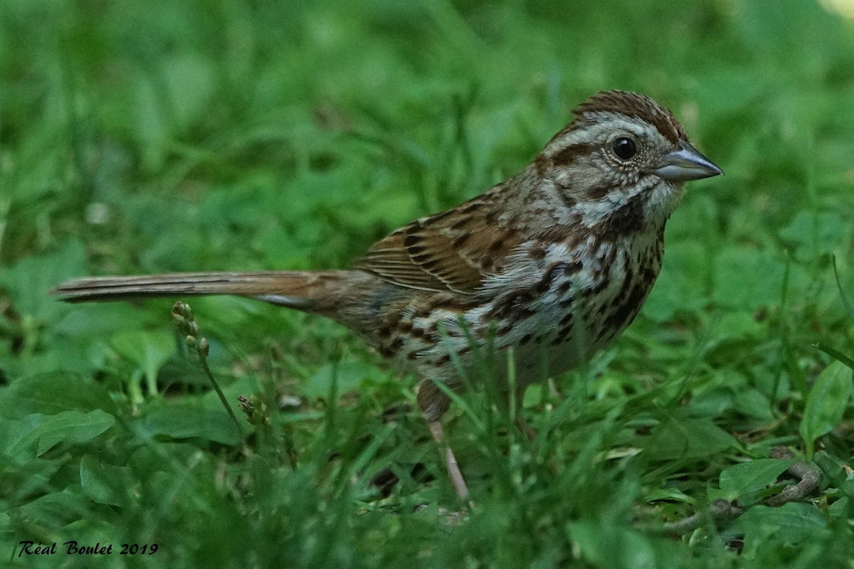 Song Sparrow - ML170888411
