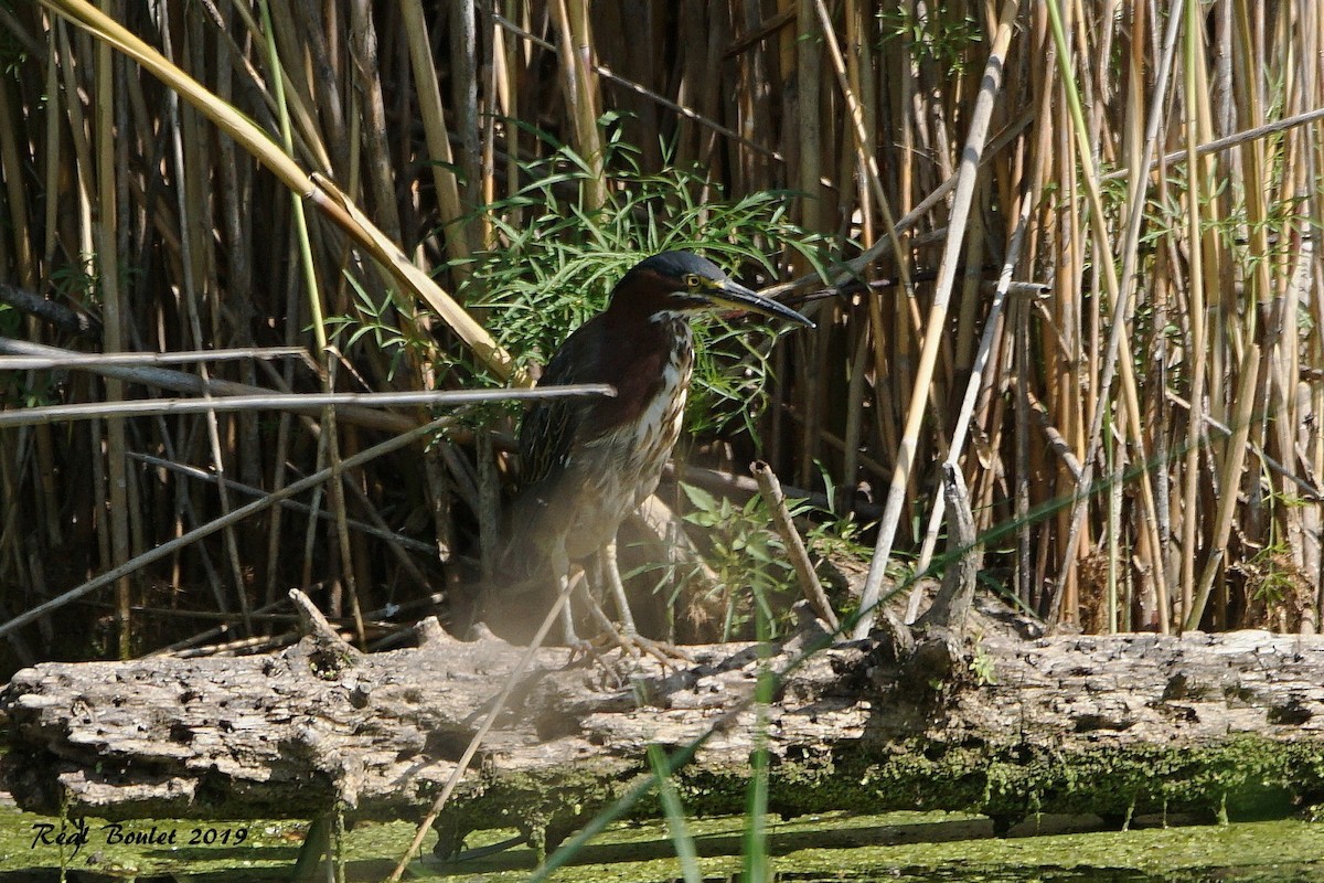 Green Heron - Réal Boulet 🦆