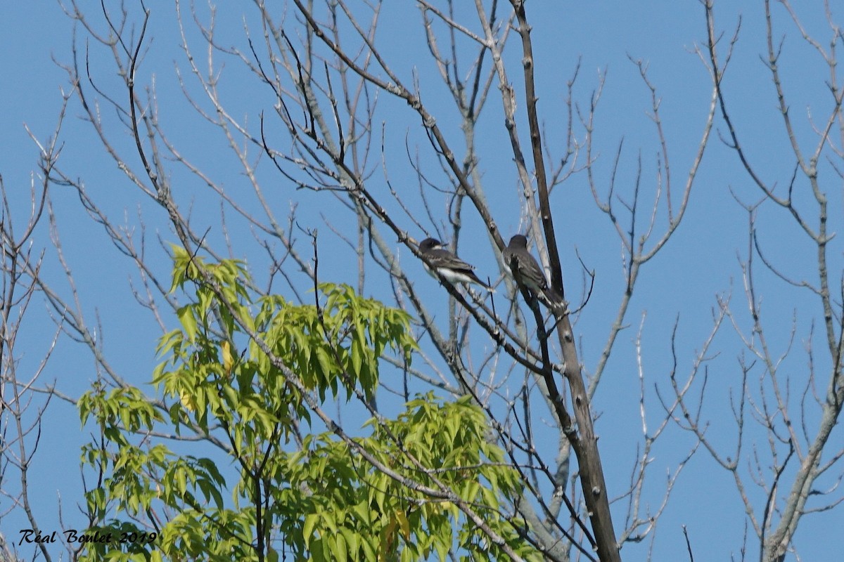 Eastern Kingbird - ML170888961