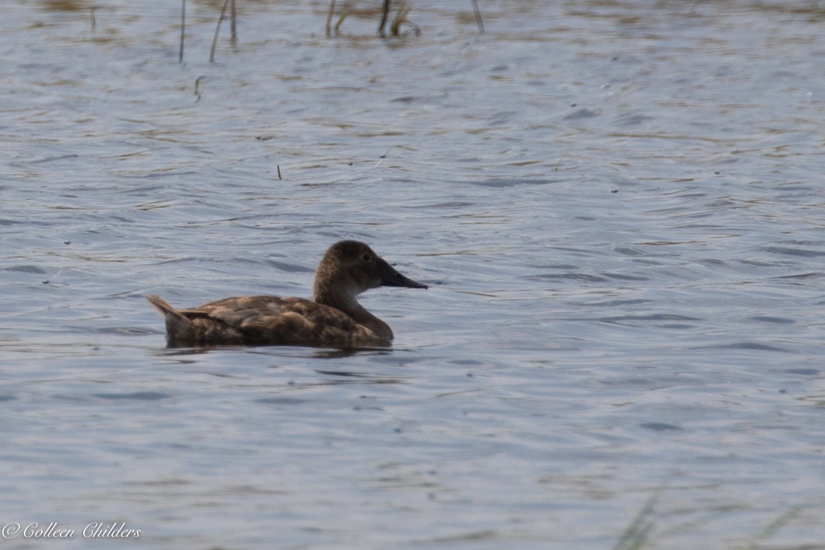 Canvasback - ML170889101