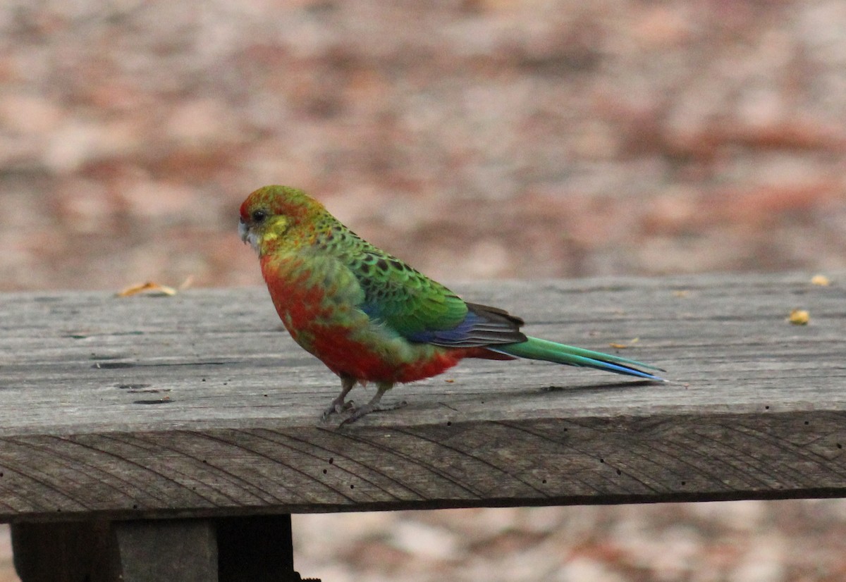 Western Rosella - ML170889471