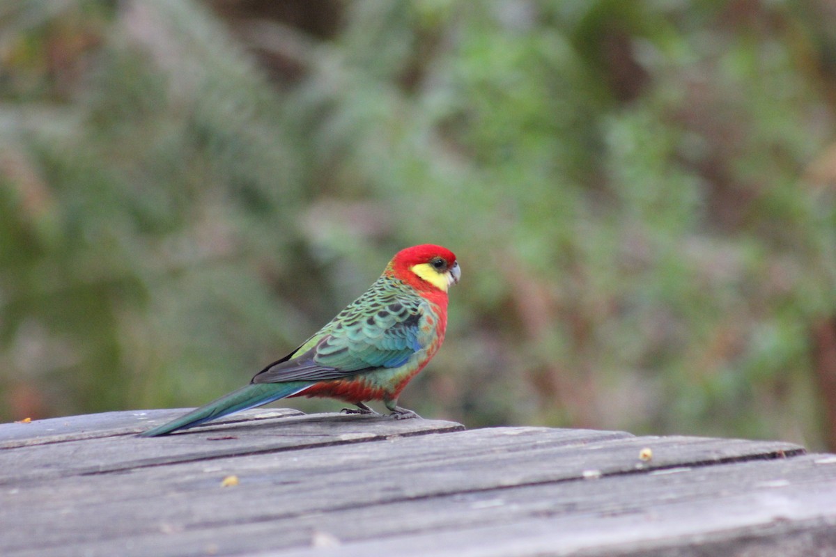 Western Rosella - ML170889521