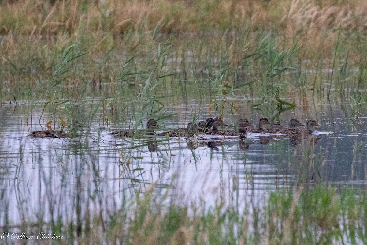 Canard colvert - ML170889661