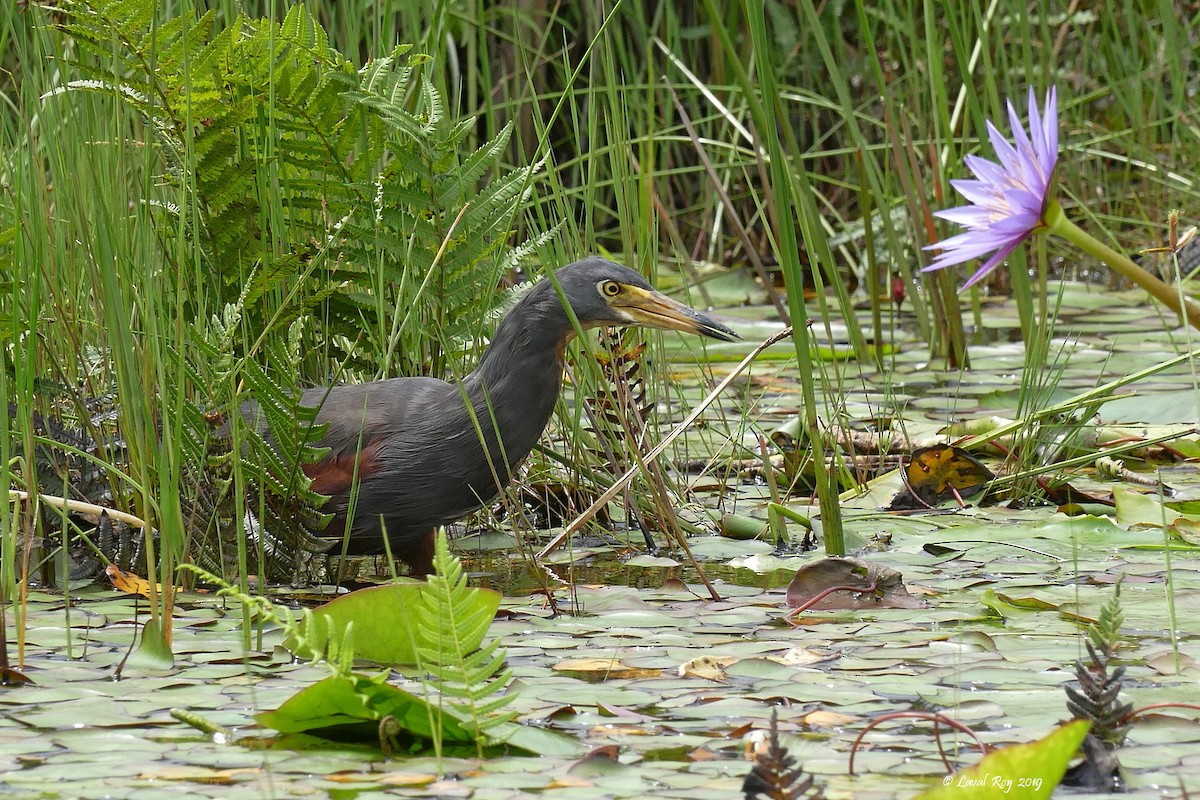 Rufous-bellied Heron - ML170889701