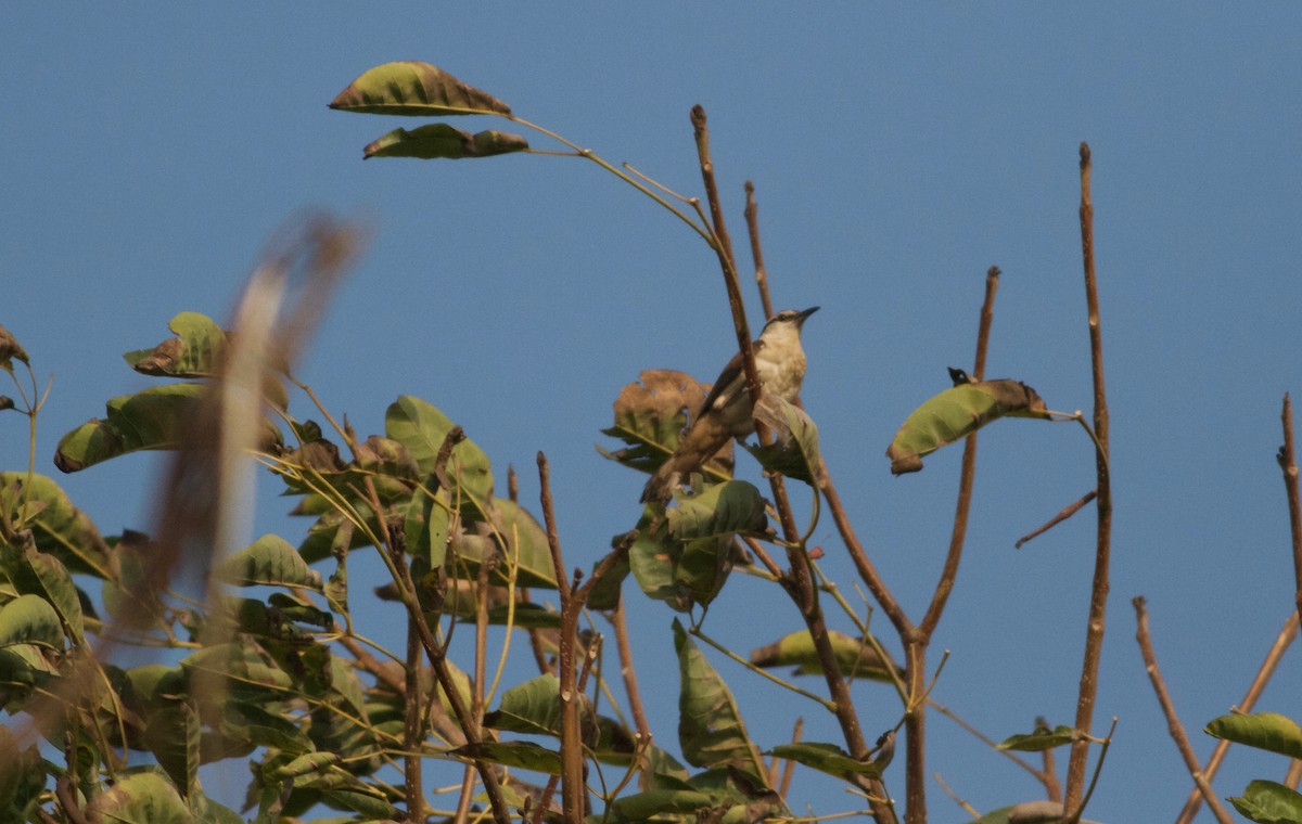 Bicolored Wren - Gary Brunvoll