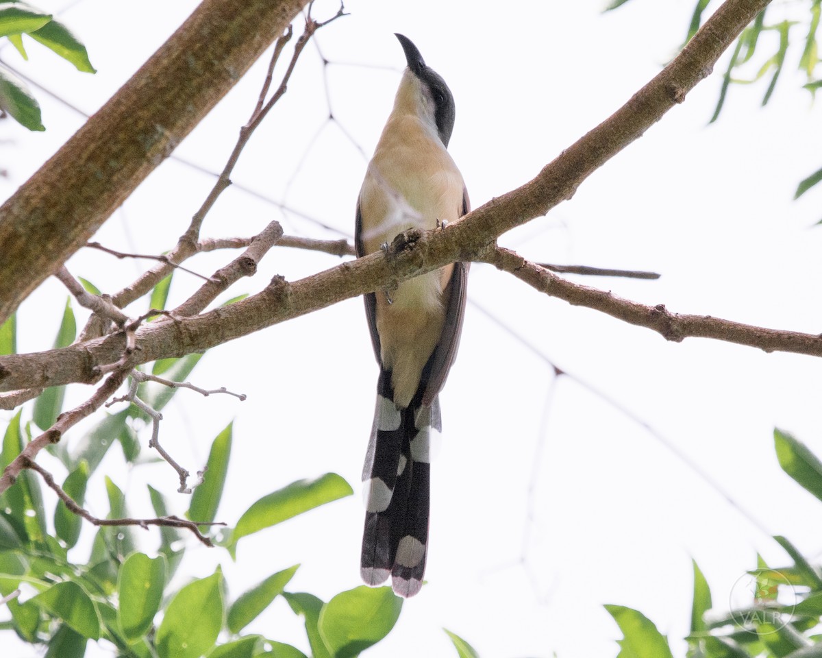 Dark-billed Cuckoo - ML170896691