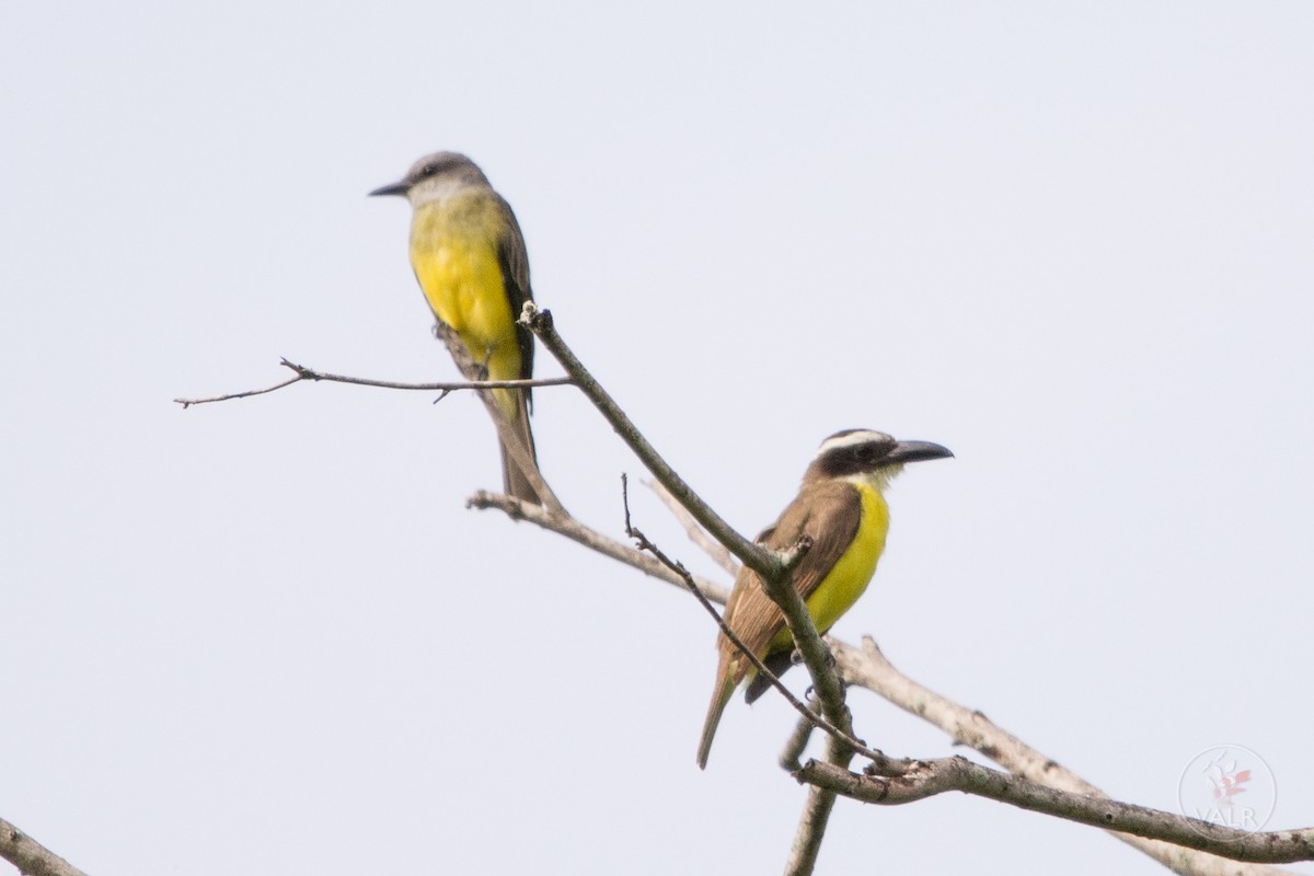 Boat-billed Flycatcher - Vishal Rangersammy