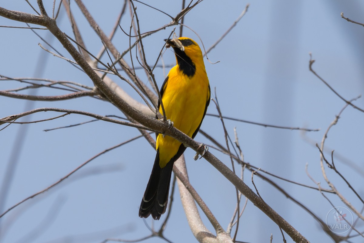 Yellow Oriole - Vishal Rangersammy