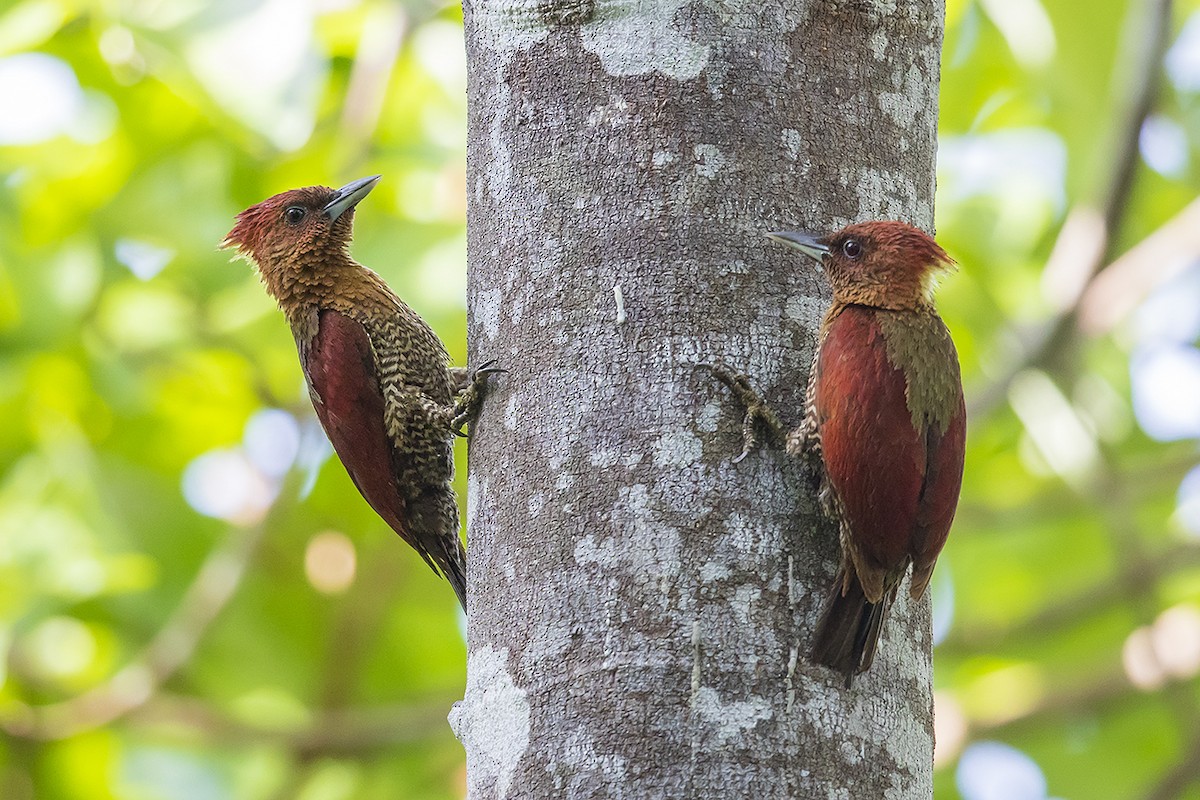 Banded Woodpecker - ML170897081