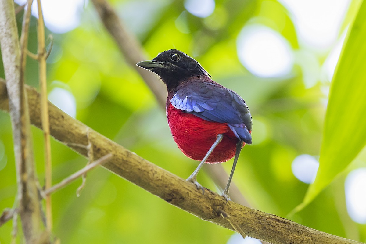 Black-crowned Pitta - Matthew Kwan