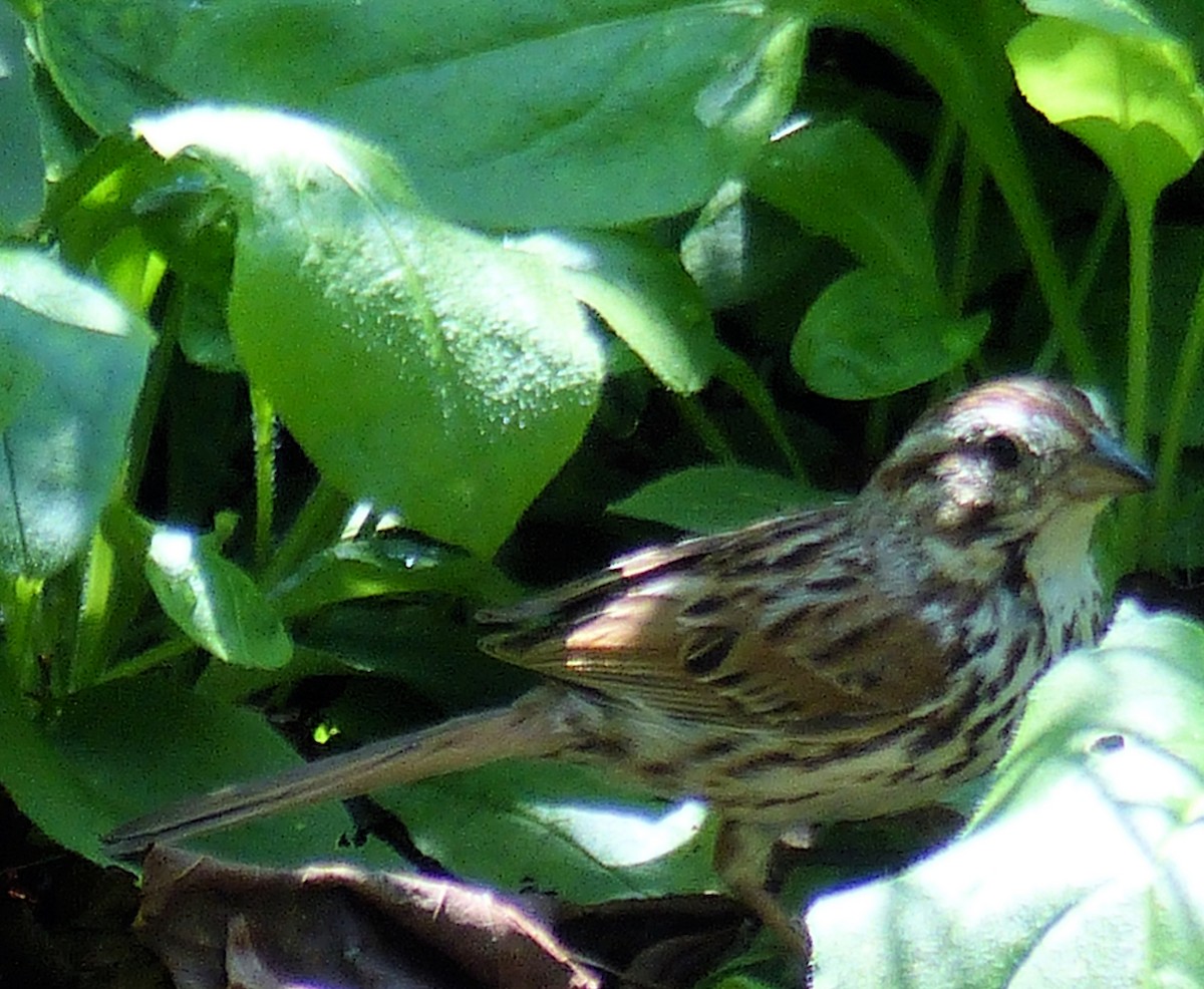 Song Sparrow - Donald Codling