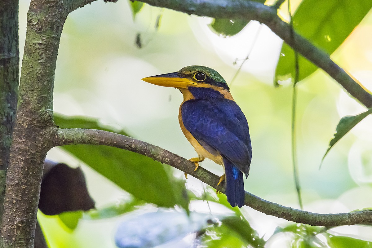 Rufous-collared Kingfisher - Matthew Kwan