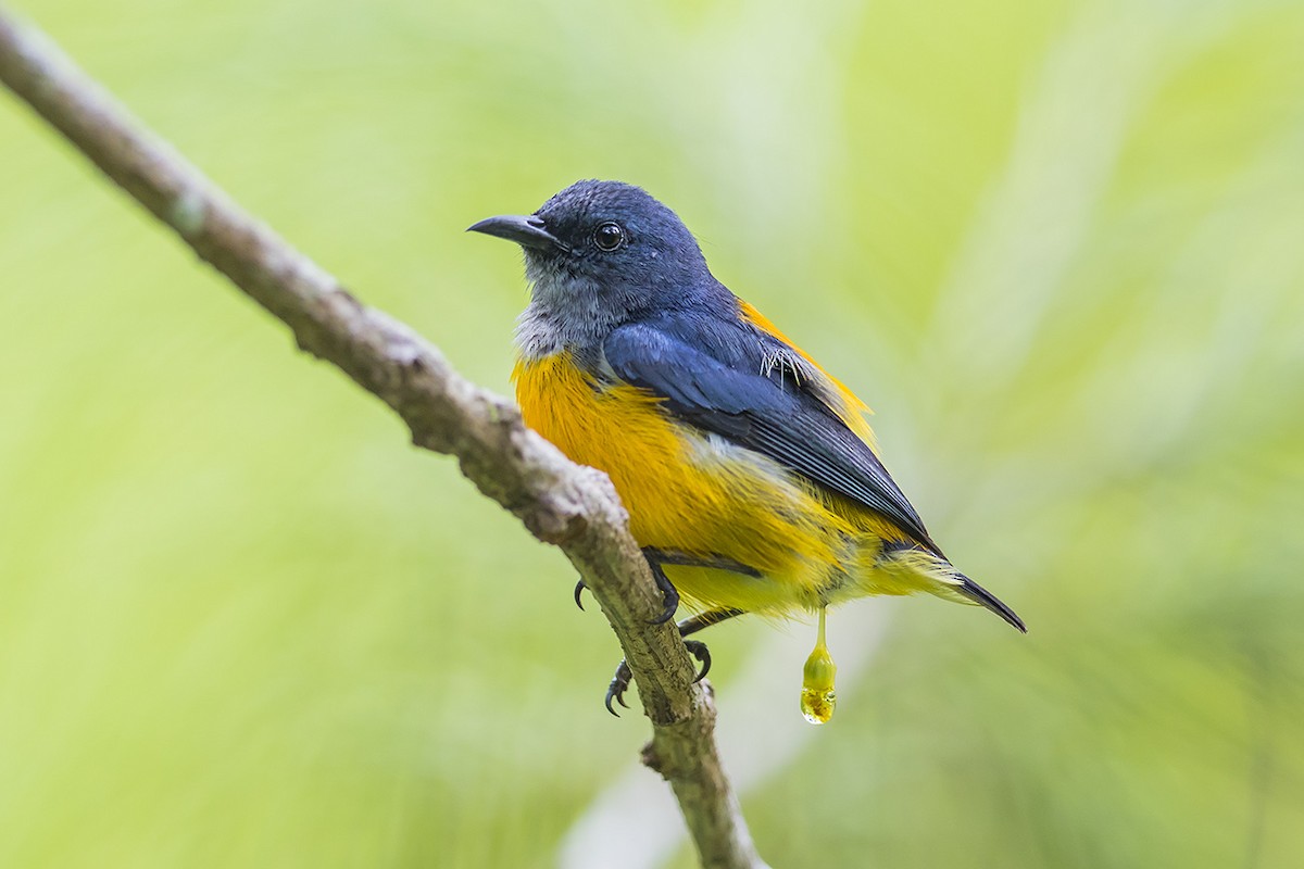 Orange-bellied Flowerpecker - Matthew Kwan