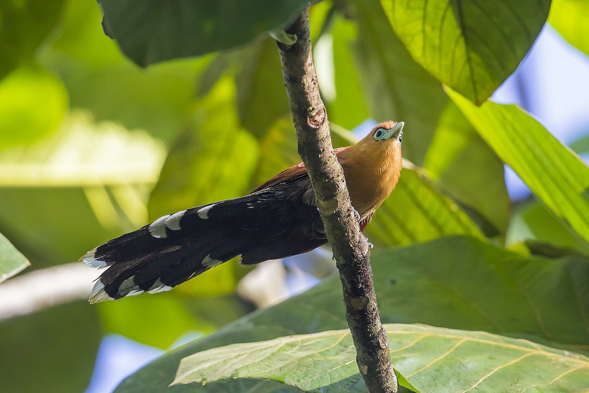 Raffles's Malkoha - Matthew Kwan