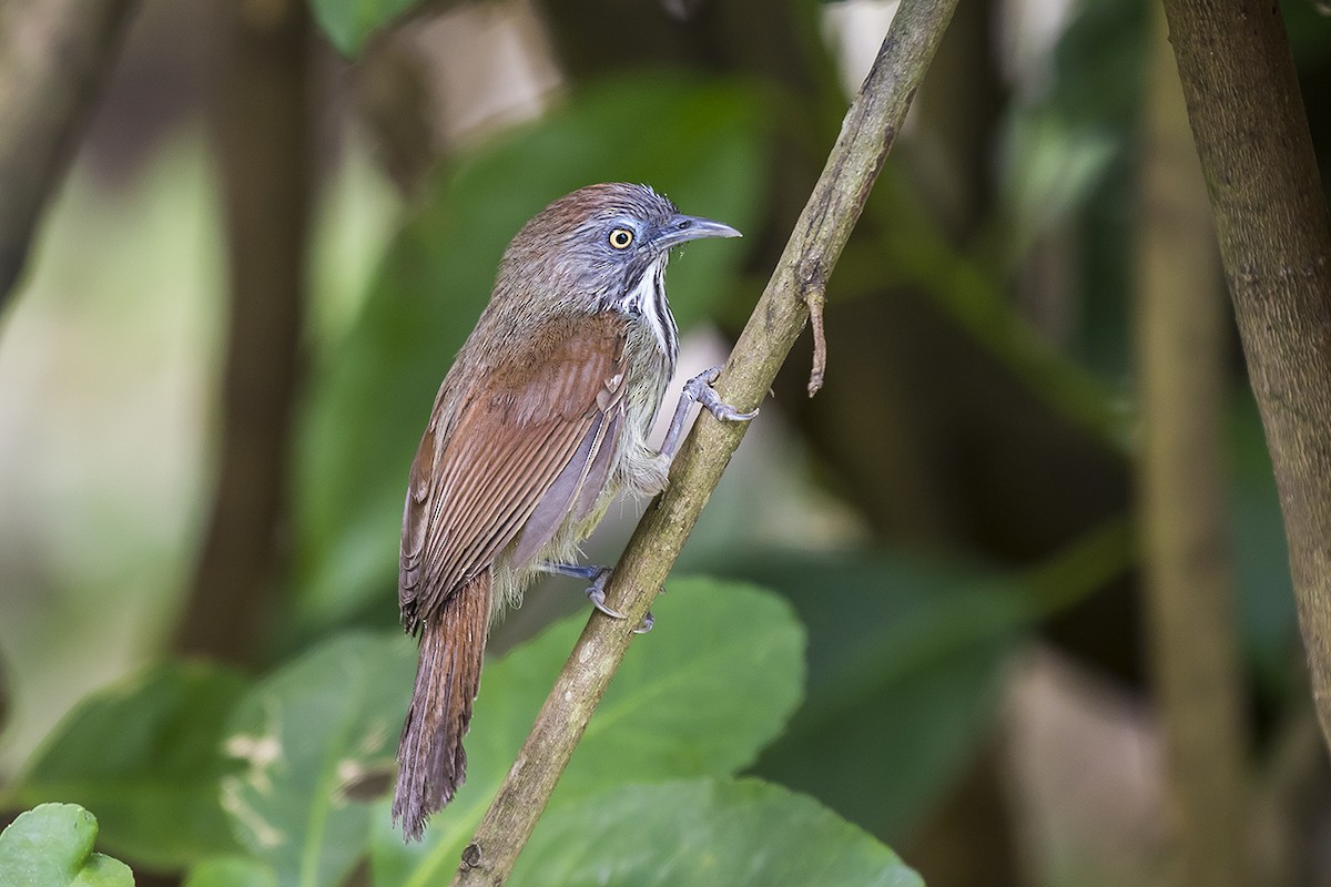 Bold-striped Tit-Babbler - ML170900491