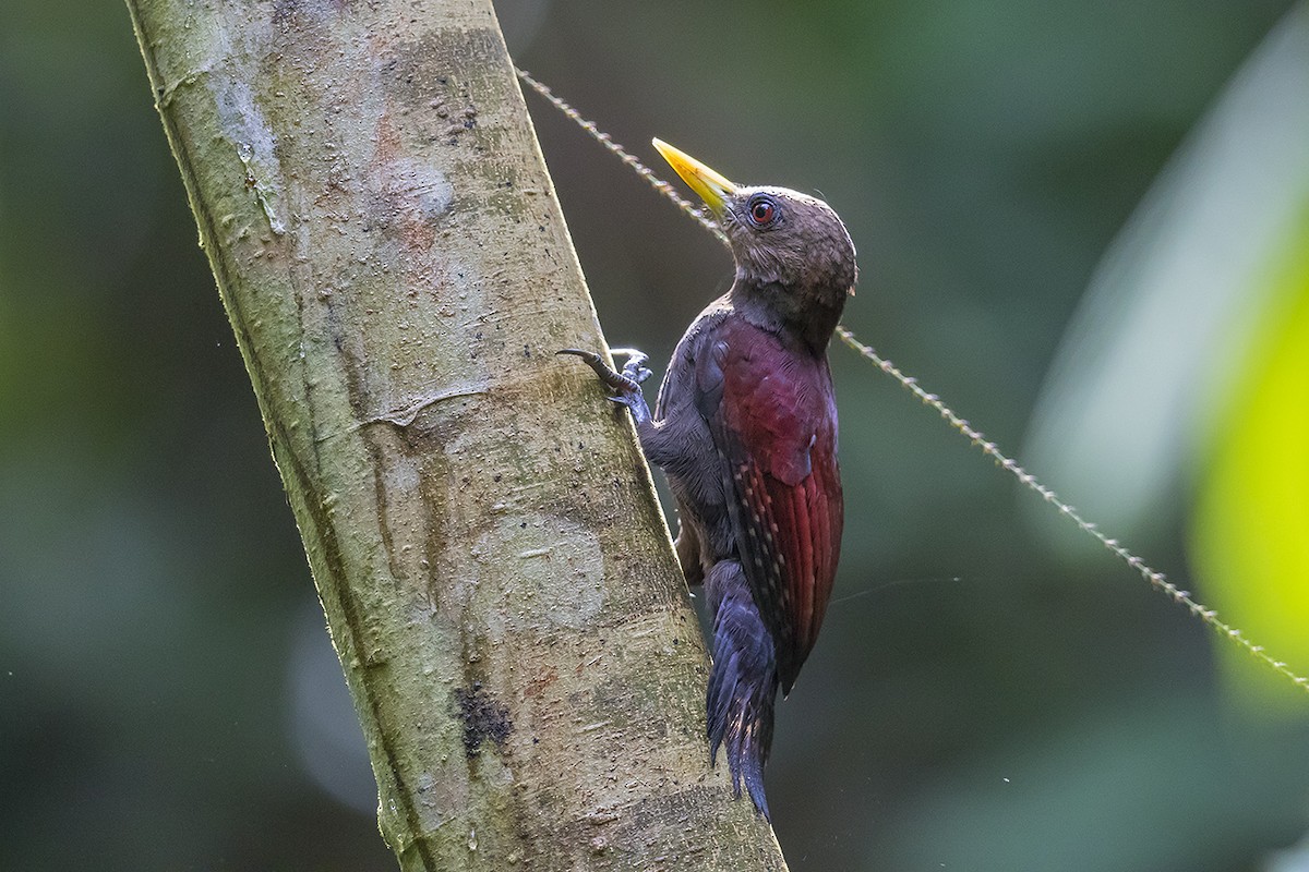 Maroon Woodpecker - ML170901741