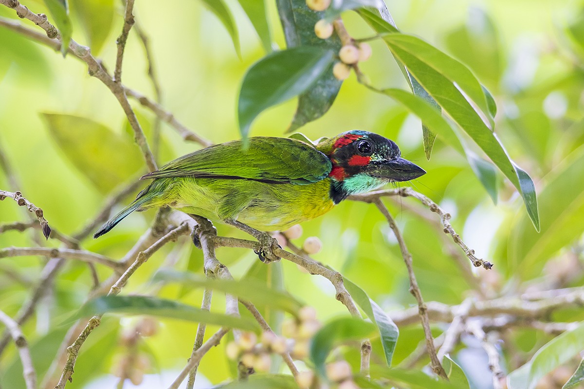 Black-eared Barbet - Matthew Kwan