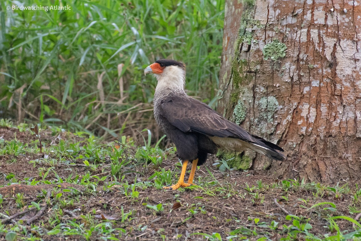 Caracara Carancho (sureño) - ML170903841