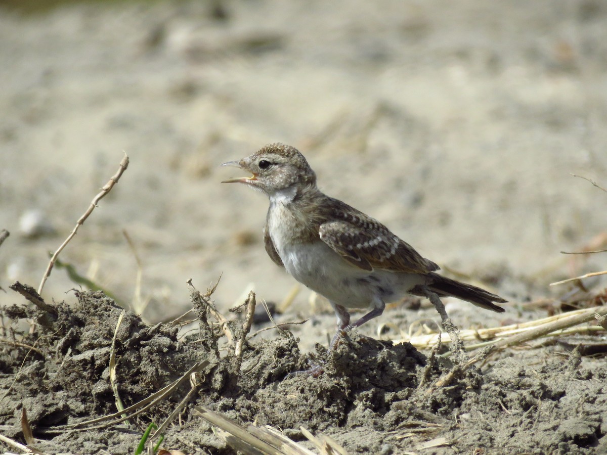 Horned Lark - ML170904091