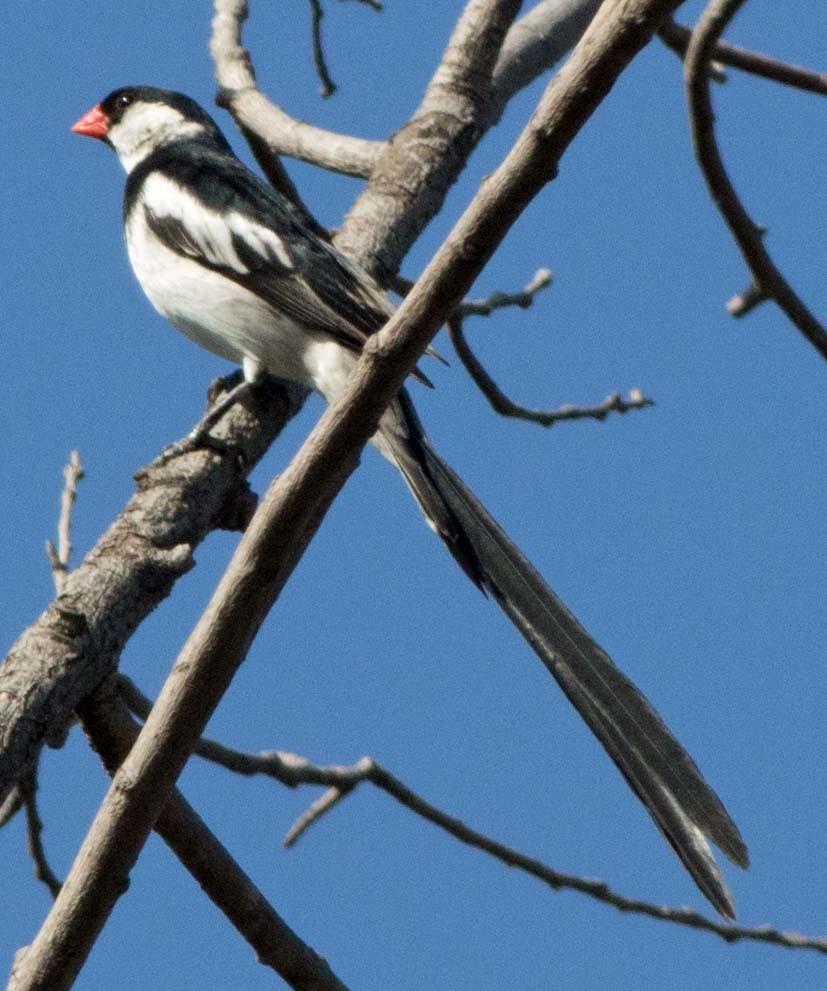 Pin-tailed Whydah - Karen Carter