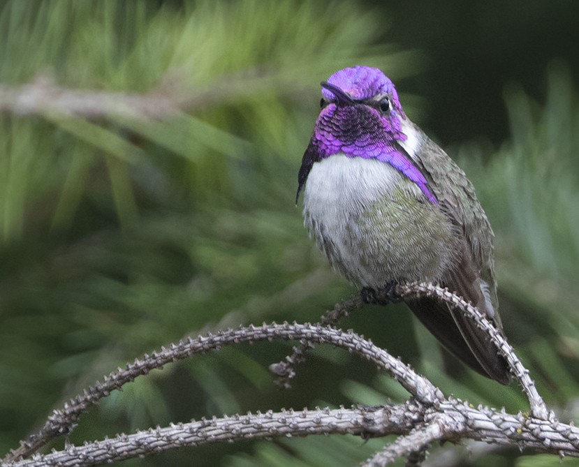 Costa's Hummingbird - ML170907891